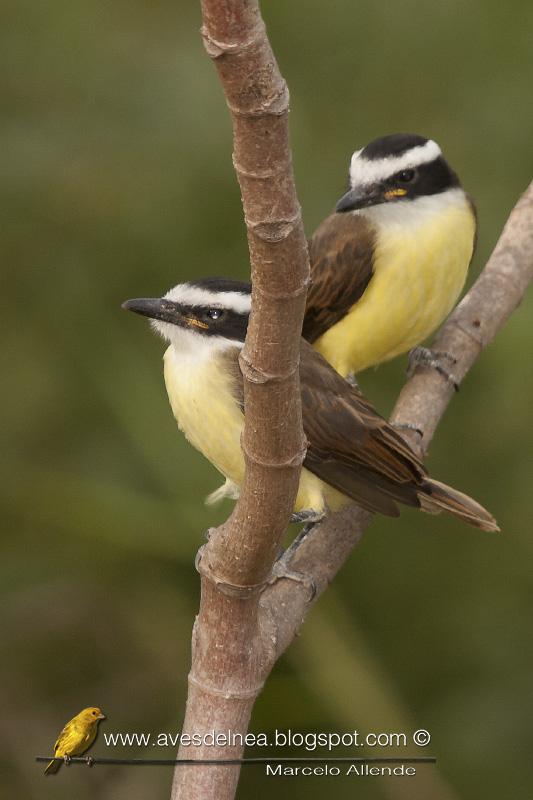 Benteveo común (Great kiskadee) Pitangus sulphuratus
