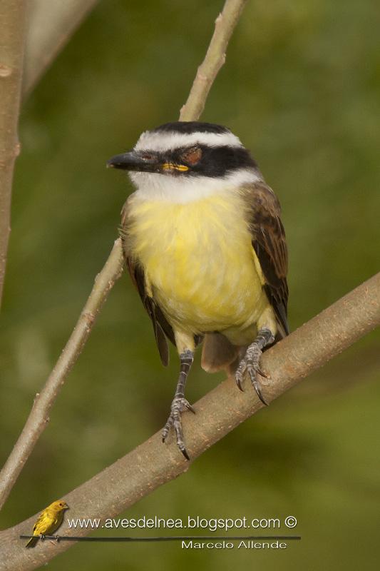 Benteveo común (Great kiskadee) Pitangus sulphuratus