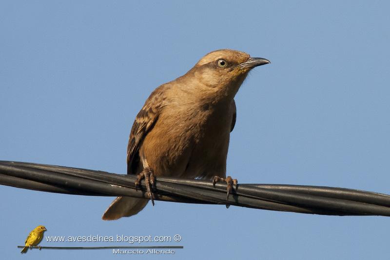 Calandria grande (Chalk-browed Mockingbird) Mimus saturninus