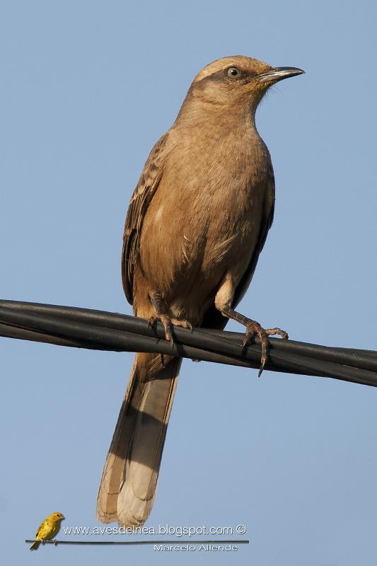 Calandria grande (Chalk-browed Mockingbird) Mimus saturninus