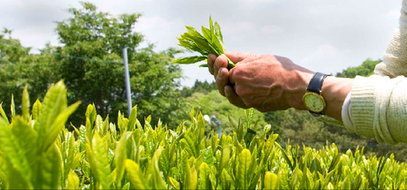 Cosecha Manual de Té Verde