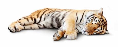 Bosh Aspirador, Relaxx´s Prosilence