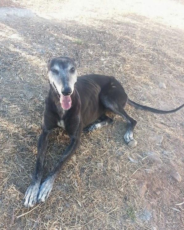 Petra necesita calor para pasar el invierno. POR FAVOR, ALGUIEN QUE LA ACOGA!! (Granada)