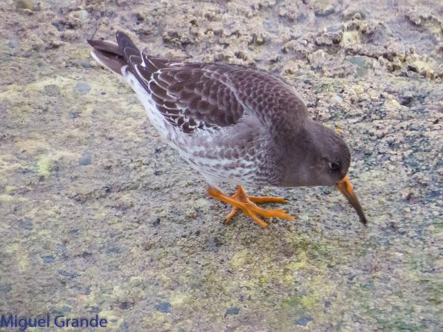 UN POCO DE TIEMPO NUBLADO CON LAS AVES-HONDARRIBIA Y FRANCIA
