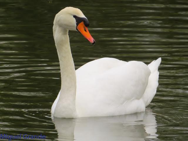 UN POCO DE TIEMPO NUBLADO CON LAS AVES-HONDARRIBIA Y FRANCIA
