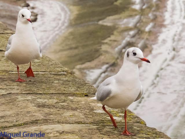 UN POCO DE TIEMPO NUBLADO CON LAS AVES-HONDARRIBIA Y FRANCIA