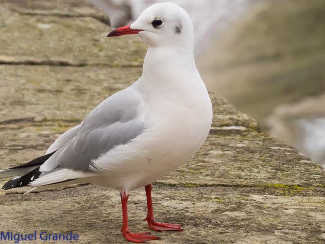 UN POCO DE TIEMPO NUBLADO CON LAS AVES-HONDARRIBIA Y FRANCIA