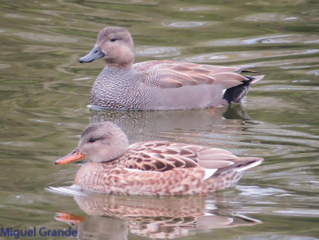 UN POCO DE TIEMPO NUBLADO CON LAS AVES-HONDARRIBIA Y FRANCIA