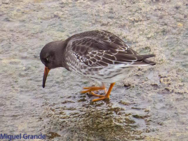 UN POCO DE TIEMPO NUBLADO CON LAS AVES-HONDARRIBIA Y FRANCIA