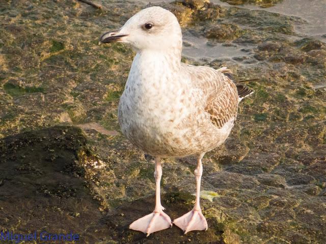 UN POCO DE TIEMPO NUBLADO CON LAS AVES-HONDARRIBIA Y FRANCIA