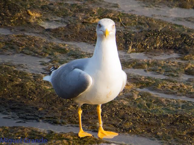 UN POCO DE TIEMPO NUBLADO CON LAS AVES-HONDARRIBIA Y FRANCIA