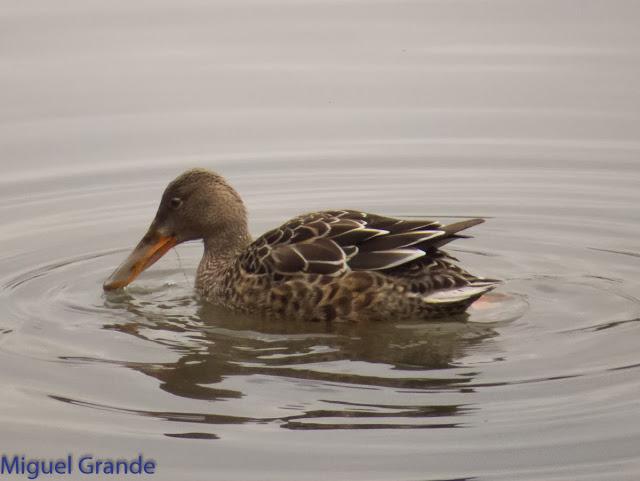 UN POCO DE TIEMPO NUBLADO CON LAS AVES-HONDARRIBIA Y FRANCIA