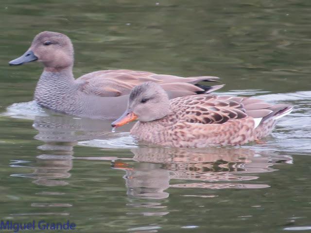 UN POCO DE TIEMPO NUBLADO CON LAS AVES-HONDARRIBIA Y FRANCIA