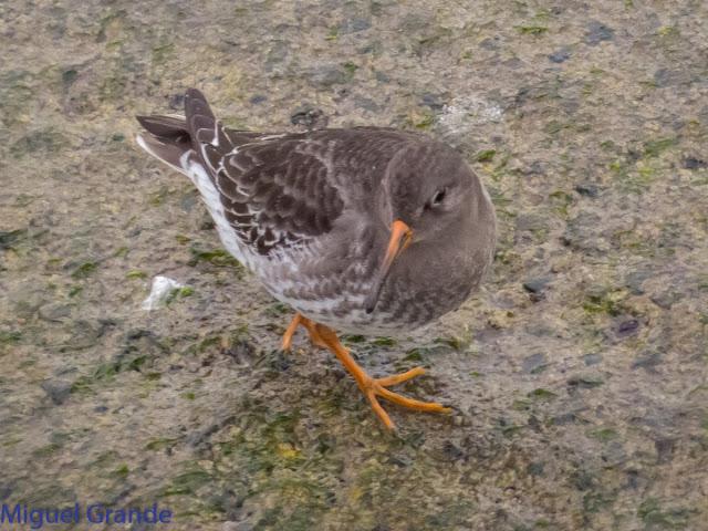 UN POCO DE TIEMPO NUBLADO CON LAS AVES-HONDARRIBIA Y FRANCIA