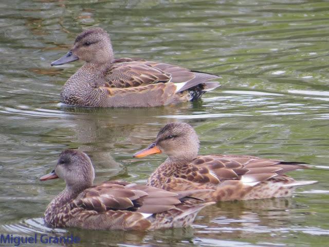 UN POCO DE TIEMPO NUBLADO CON LAS AVES-HONDARRIBIA Y FRANCIA