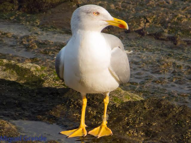 UN POCO DE TIEMPO NUBLADO CON LAS AVES-HONDARRIBIA Y FRANCIA