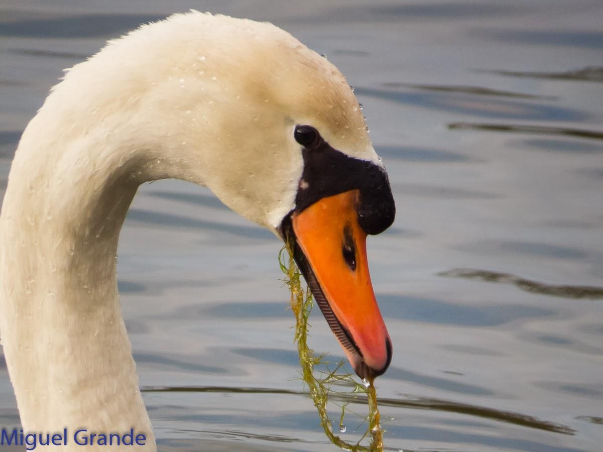 UN POCO DE TIEMPO NUBLADO CON LAS AVES-HONDARRIBIA Y FRANCIA