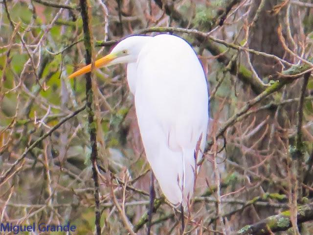 UN POCO DE TIEMPO NUBLADO CON LAS AVES-HONDARRIBIA Y FRANCIA