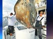 Famoso pescador captura gigantesca raya kilos