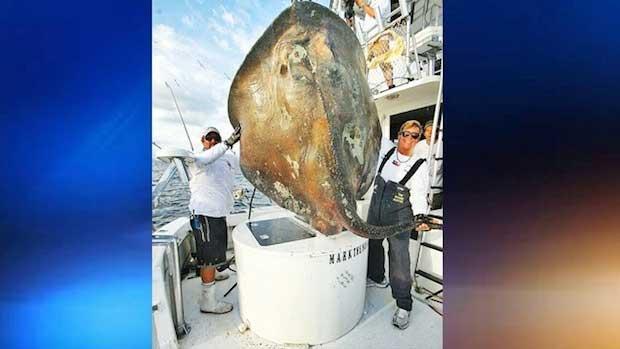 raya gigante pescada por Marcos Quartiano