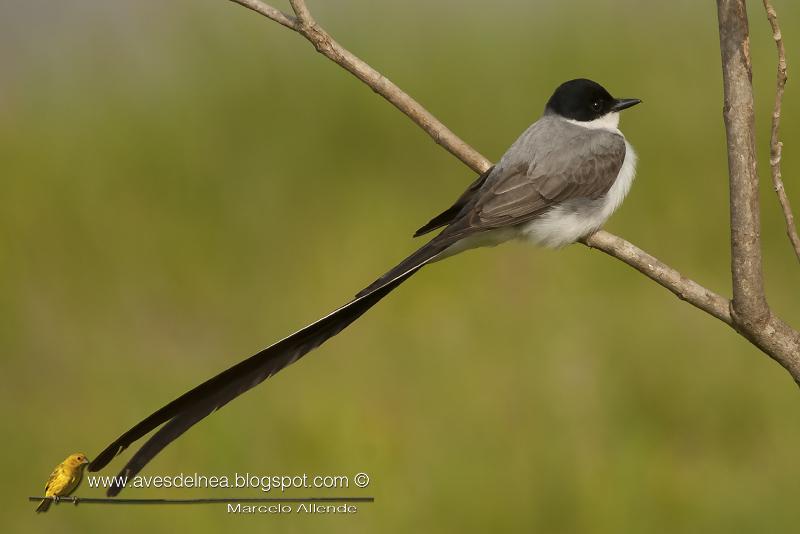 Tijereta (Fork-tailed Flycatcher) Tyrannus savana