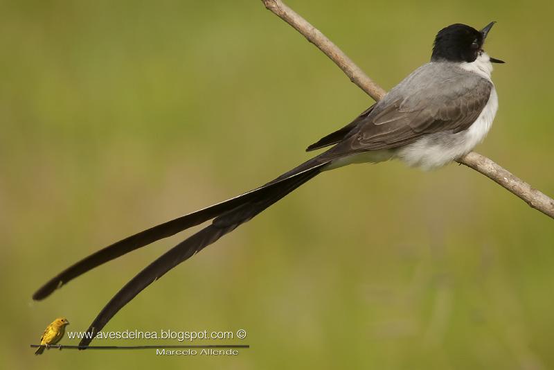 Tijereta (Fork-tailed Flycatcher) Tyrannus savana