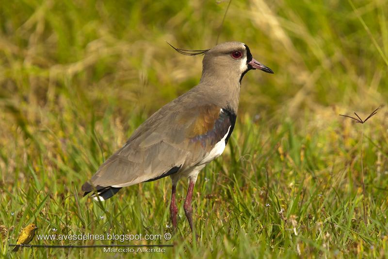 Tero común (Southern Lapwing) Vanellus chilensis