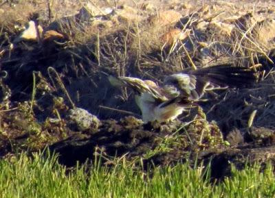 El lance del águila calzada