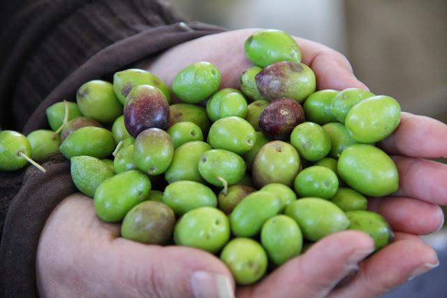 Los aceites de oliva virgen extra de cosecha temprana