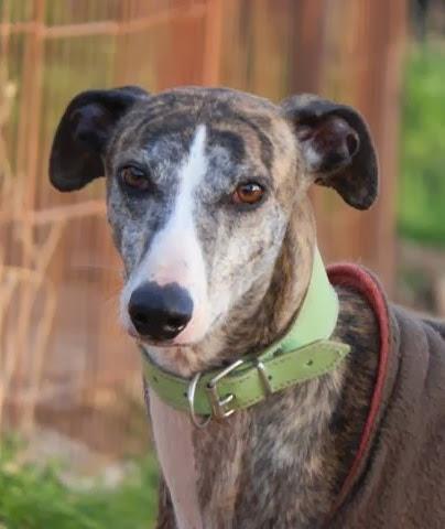 Rodano, impresionante galgo en adopción.