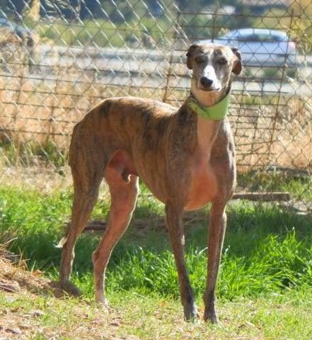 Rodano, impresionante galgo en adopción.