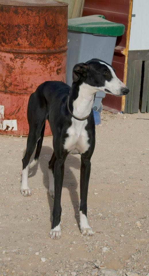 Demi, preciosa galga buscando hogar. (Castilla la Mancha)