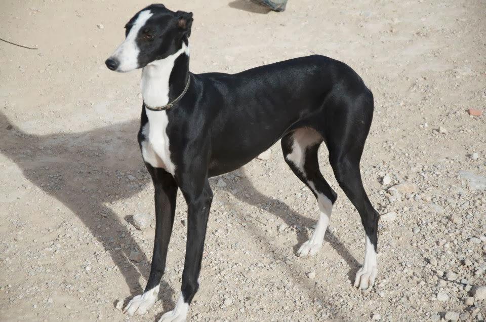 Demi, preciosa galga buscando hogar. (Castilla la Mancha)