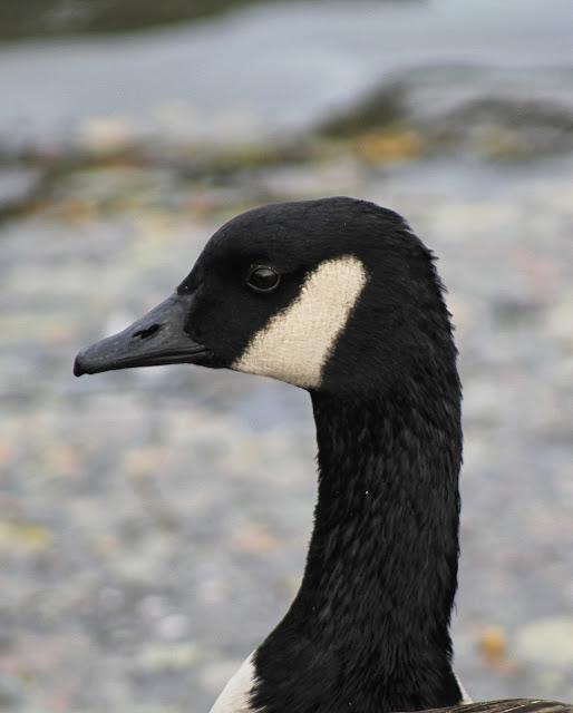 Sorpresas del fin de semana