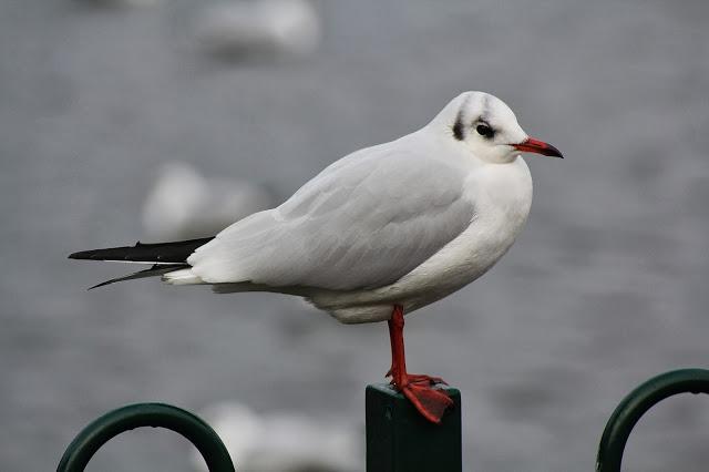 Sorpresas del fin de semana