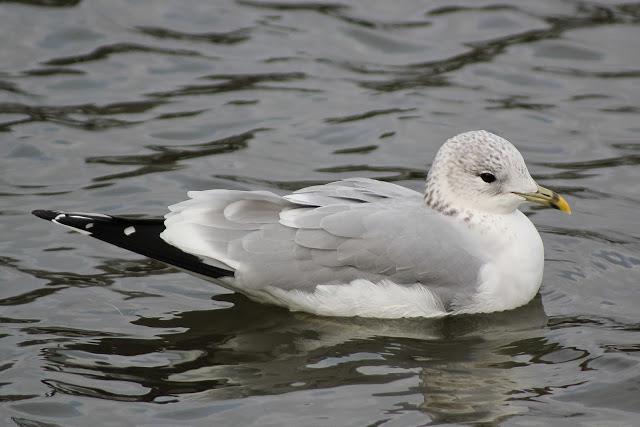 Sorpresas del fin de semana