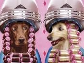 Higiene canina: ¿Qué Grooming?