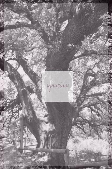 Gracias a todas vosotras ¡Va por ustedes!