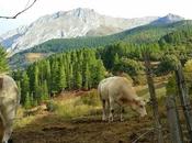 Paseando montes Liébana