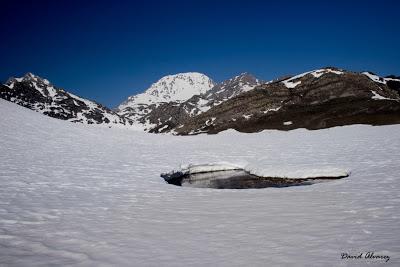 Los machos que compiten más entre ellos tienen mejor esperma