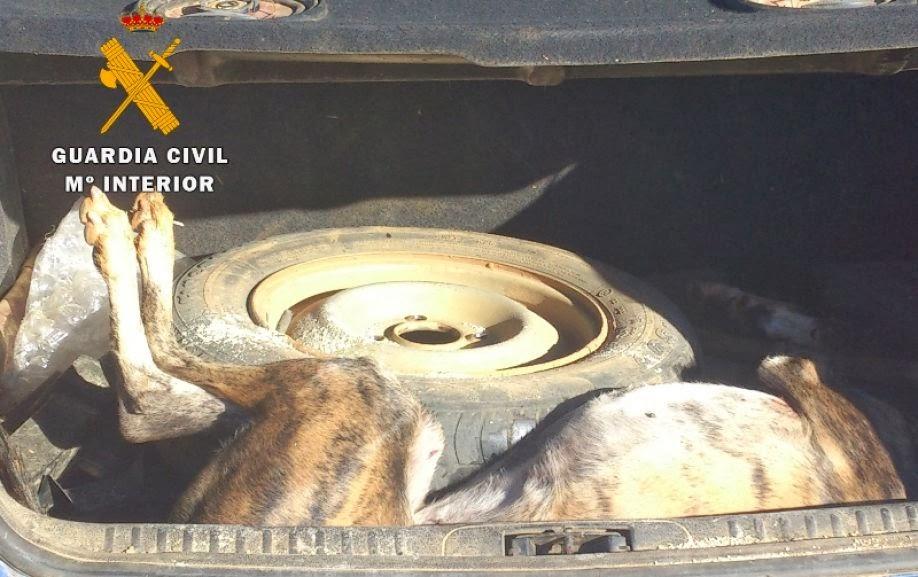 Imputado un hombre por matar un galgo en Tierra del Pan. (Zamora)