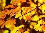 Ojos corazón siente