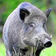 LOMO DE JABALI A LA OLLA NEGRA