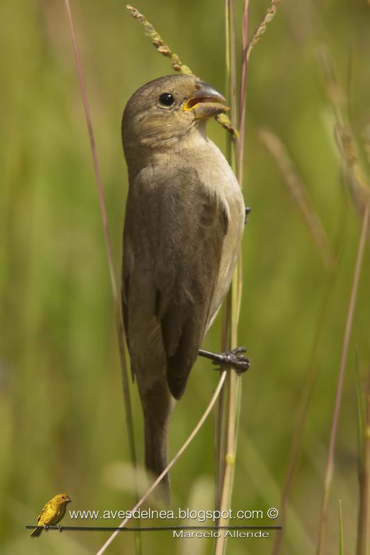 Corbatita común (Double-collared Seedeater) Sporophila caerulescens ♀