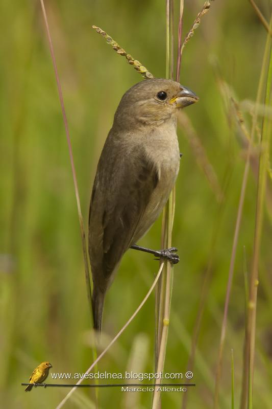 Corbatita común (Double-collared Seedeater) Sporophila caerulescens ♀