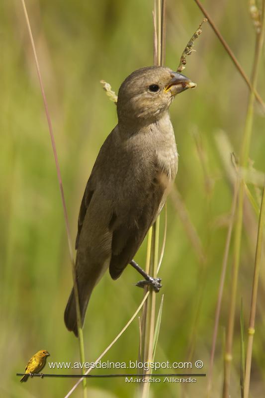 Corbatita común (Double-collared Seedeater) Sporophila caerulescens ♀