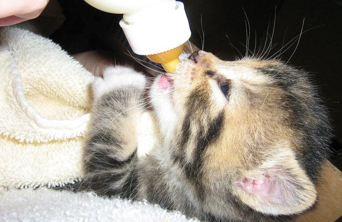 gato bebiendo de un biberón