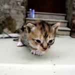 gato recién nacido