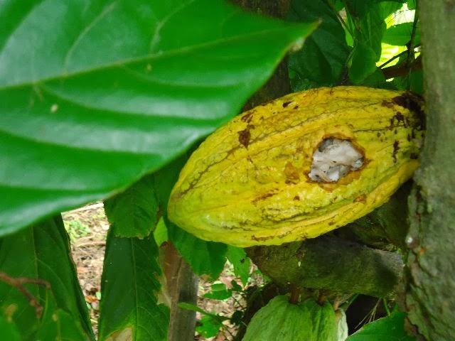 ¡Conociendo la histórica Hacienda Los Malacos/ Granada, Nicaragua!