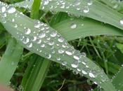 Dime presumes... Swarovski